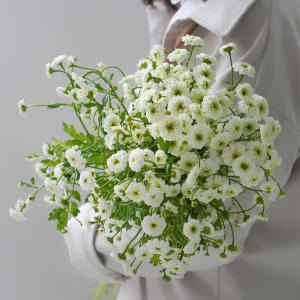 重瓣洋甘菊鲜花云南直发家用水养瓶插花稀有鲜切花小清新情人节