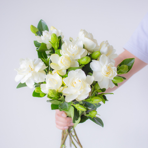 栀子花鲜花家用水养插花鲜切花多头香味云南昆明基地直发母亲节