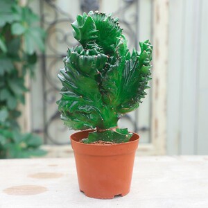 绿麒麟绿植玉麒麟