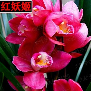 包对版兰花苗建兰红妖姬浓香型兰花盆栽四季开花室内外绿植花卉