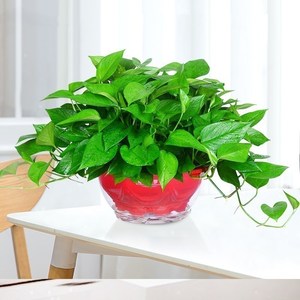 武汉热销大盆垂吊绿萝新房盆栽绿植吸甲醛植物办公室室内花卉盆景