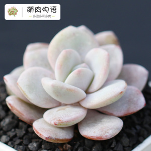 萌肉物语 超大颗粉雪莲 多肉植物办公创意 基地直发 冰雪美人