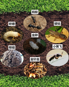 花盆土除灭土虫净丹杀地下虫卵全杀土壤小白虫除杀虫剂药蔬菜花卉