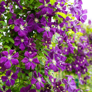 波兰精神铁线莲