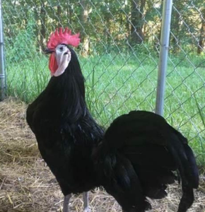 西班牙小丑鸡白脸鸡宠物鸡观赏鸡脱温苗 青年鸡成年下蛋鸡非种蛋