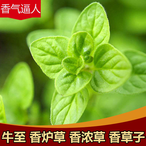 野生香炉草树苗 牛至苗 香浓草香芦草香草子苗新鲜中药材晒干新品