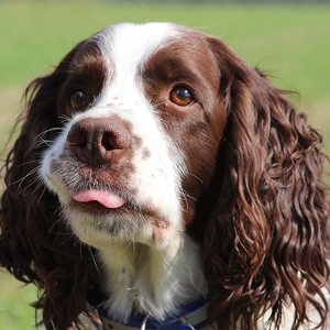 纯种史宾格幼犬搜救犬枪猎犬家养工作特种犬宠物狗成都宠家乐犬舍