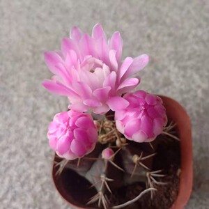 精选紫牡丹玉实生仙人球裸鄂属稀有开花多肉植物绿植盆栽花色随机