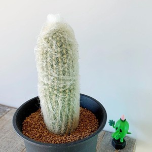 老乐柱仙人球 实生大颗开花多肉植物室内防辐射仙人柱盆栽