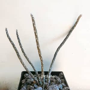 黑龙块根植物 冷门创意开花多肉植物办公室小盆栽 团扇仙人球绿植