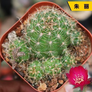 朱丽仙人球趣味开红花子孙球群生丽花球属仙人掌桌面防辐射小盆栽