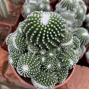 多头松露玉缀化白小町仙人球无刺不扎手开花仙人掌多肉植物防辐射