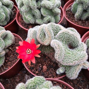 仙人球白檀缀化