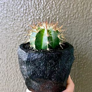 卷云仙人球 强刺花座球属多肉植物小盆栽 好养度夏开花室内花卉