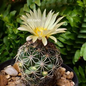 古镜丸仙人球实生顶花球属稀有精品易养办公室多肉植物盆栽