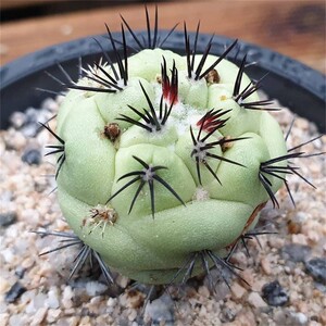 帝王丸仙人球自根多肉植物盆栽仙人掌花卉精品开花球室内桌面绿植