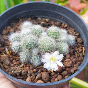 银蝶丸仙人球 群生多肉植物开花办公室小盆栽 多头花卉可爱萌肉肉