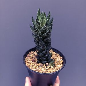 九轮塔芦荟硬叶十二卷多肉植物趣味老桩易养活新手绿植花卉小盆栽