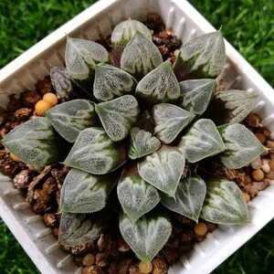 爱心寿十二卷属玉露寿趣味萌肉稀有白窗易度夏好养活多肉植物盆栽