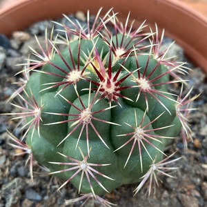 桑其拉 大红鹰仙人球瘤玉属精品强刺开花多肉植物室内防辐射植物