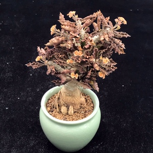 皱叶麒麟多肉植物 实生好养开花大戟科筒叶麒麟块根园艺桌面盆栽