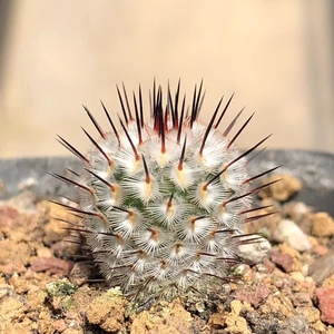 实生直刺佩雷仙人球 精品乳突属黑刺开花萌球室内桌面小盆栽植物