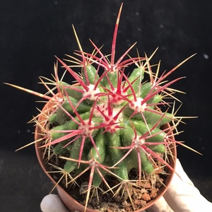 桑其拉的花园 赤凤仙人球实生强刺红琥植物阳台室内好养防辐射