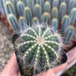 桑其拉的花园 银冠仙人球开花多肉植物室内防辐射创意可爱小盆栽