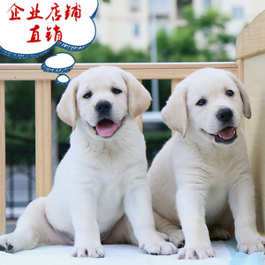 纯种大骨架拉布拉多活体幼犬神犬小七导盲犬拉布拉多宠物狗狗衣服