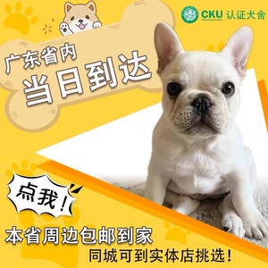 【广东犬舍】法斗幼犬法国斗牛犬纯种奶油黑蓝色牛英牛活体小狗