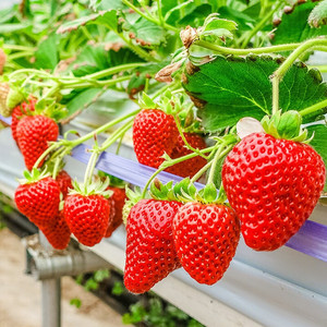 四季草莓苗盆栽带土带果带花当年结果食用红颜牛奶草莓秧阳台带盆