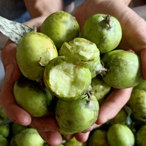 云南特产酸多依果 渣子果野生孕妇酸水果 新鲜现摘多依1斤送辣子