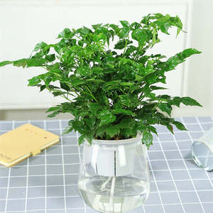 幸福树绿宝小盆栽室内客厅四季常青水培水养土培植物绿宝苗花卉