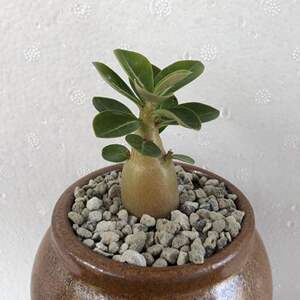 阿拉伯 猴面包树 小型沙漠玫瑰开红花 迷你型绿植小盆栽