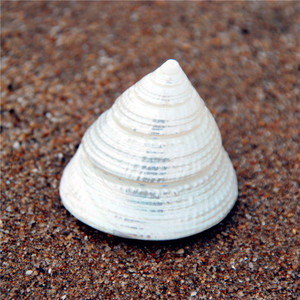 白塔螺3-4cm小马蹄螺 天然贝壳海螺 鱼缸造景家居装饰收藏标本diy