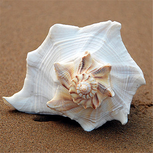 天然海螺贝壳超大左旋螺10-20cm 招财转运佛教风水螺办公摆件稀有