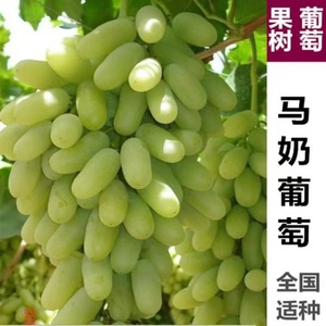 无核马奶提子葡萄苗大新疆无籽白牛奶葡萄树苗盆栽爬藤四季种植