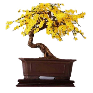 迎春花盆景虎蹄迎春老根提根造型盆景熟桩迎春苗观花植物当年开花