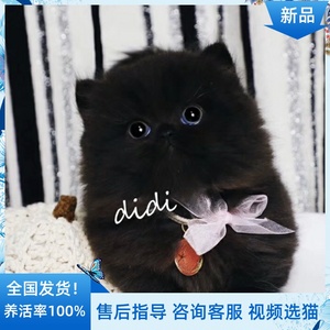 纯黑波斯猫纯种活体宠物小猫咪幼崽波斯异瞳波斯长毛猫纯种布偶猫