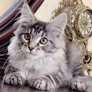 广州猫舍纯种缅因猫俄罗斯血统纯黑纯白银虎斑缅因猫宠物猫活体猫