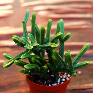 青龙锁多肉植物组合绿植花卉迷你桌面小盆栽仙人球防辐射包邮