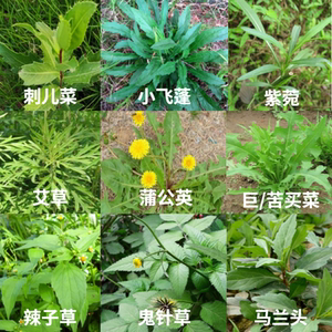 二氯吡啶酸除草剂刺儿菜蒲公英恶阔净黑麦结缕草狗牙根马尼拉农药