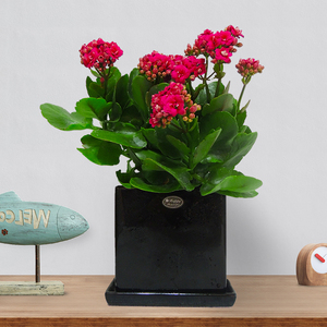 长寿花盆栽植物室内桌面鲜花绿植客厅阳台四季开花花期长观赏花卉