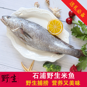 舟山野生米鱼东海新鲜鮸鱼鲜活水产石浦海鱼海鲜鱼类0.8-1斤/条