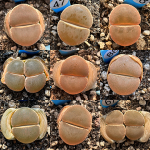 生石花紫熏