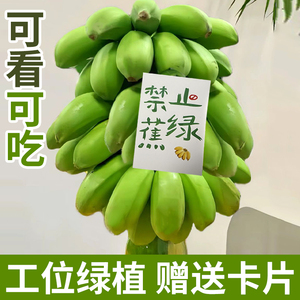 禁止蕉绿水培香蕉植物芭蕉拒绝焦虑整串办公室桌面静止焦绿小米蕉