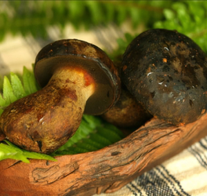 小黑妞小黑牛肝菌云南省楚雄彝族自治州武定县产地下山菌纯野生