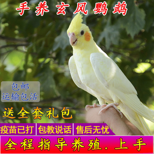 玄凤鹦鹉活体会学说话手养宠物黄化玄凤一对可繁殖鸟活物鹦鹉活鸟
