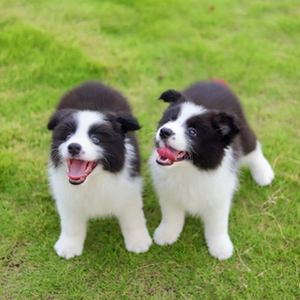 边牧幼犬纯种
