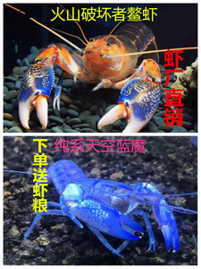 鳌虾观赏虾 人工天空蓝魔虾  火山破坏者 蓝魔虾 冷水虾 活体宠物